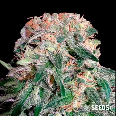 Auto Banana XL CBD al dettaglio - GB The Green Brand