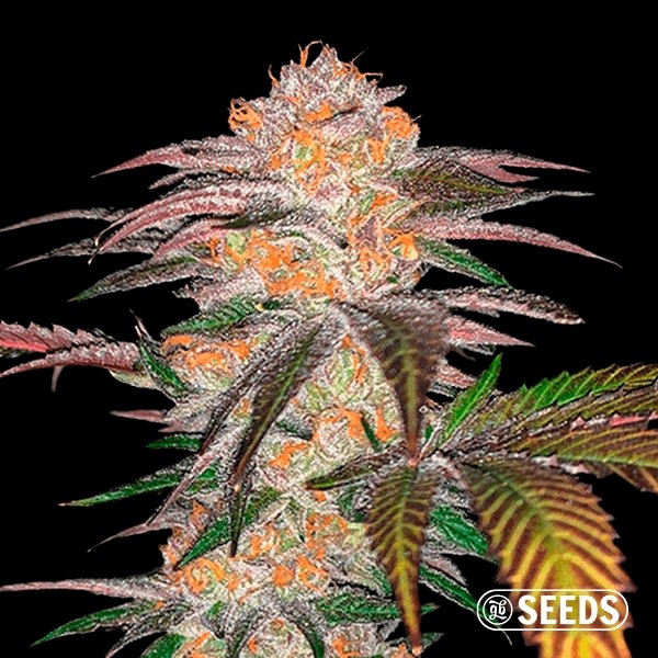 Visualizzazione Auto Zkittlez semi 100% femminizzati GB The Green Brand