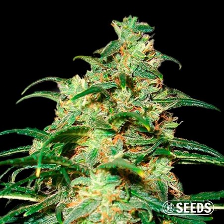 Auto Skunk XXL 100% femminilizzata semi GB The Green Brand