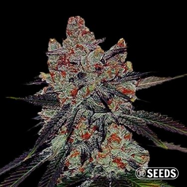 Auto Sherbert 100% femminilizzata