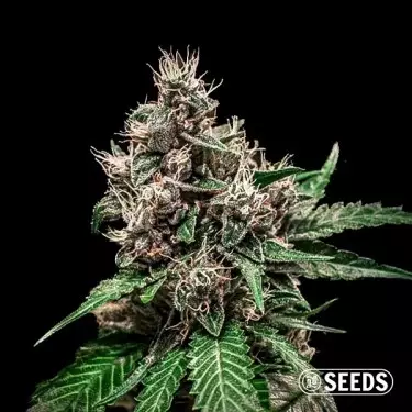 Auto Bruce Banner varietà femminilizzata GB