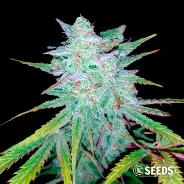 Semi Auto Gelatto XXL GB The Green Brand