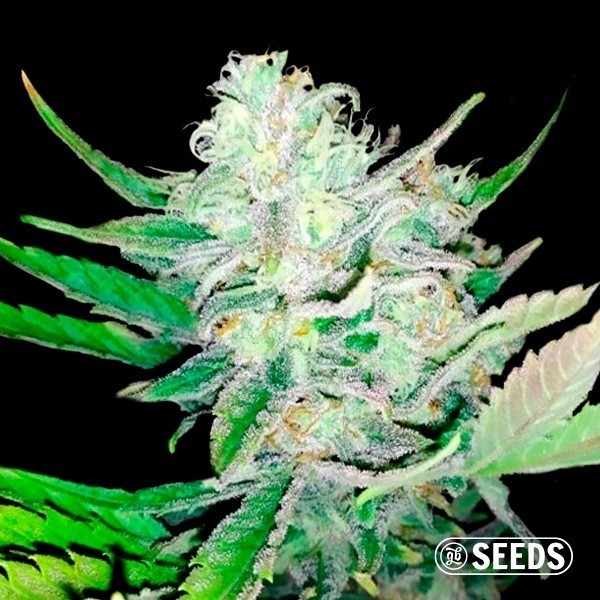 Auto Girl Scout Cookies femminizzata GB The Green Brand