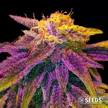 Original GB XXL semi autofiorenti GB