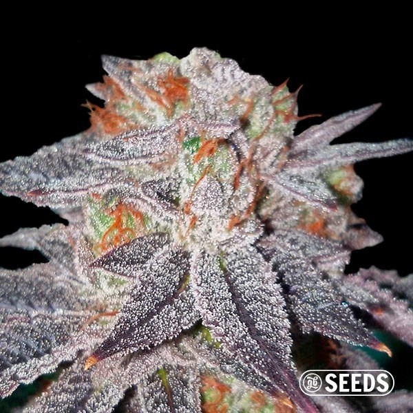Visualizzazione Auto OG Kush semi GB 100% femminizzati