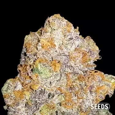 Auto Mamba XXL varietà semi autofiorenti