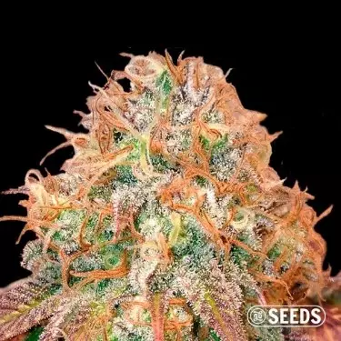 Auto Maxi Gom autofiorente varietà semi GB