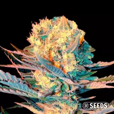 Auto Widow XXL semi varietà autofiorente GB