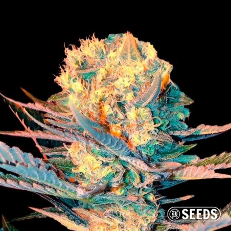 Auto Widow XXL 100% femminizzata