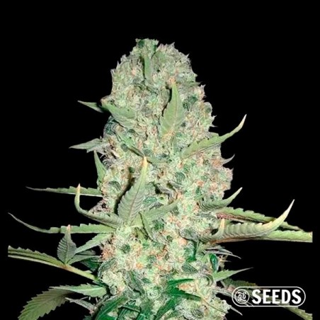 Auto Super Skunk 100% varietà femminizzata