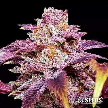 Auto Somango semi 100% femminilizzati