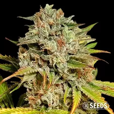 Auto Critical GB XXL di GB Seeds | GB The Green Brand