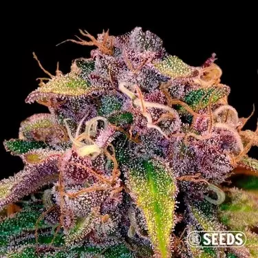 Auto Blueberry varietà 100% femminizzata