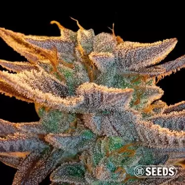 Auto Amnesia varietà 100% femminizzata