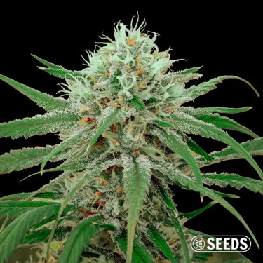 Semi Critical Fast CBD al dettaglio - Growbarato