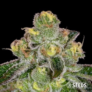Girl Scout Cookies femminizzata sfusa