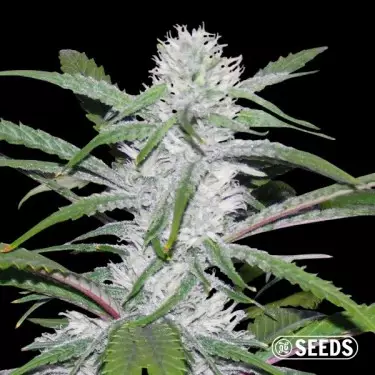 Semi Moby Dick Fast a granel – GB The Green Brand