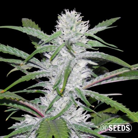 Semi Moby Dick Fast a granel – GB The Green Brand