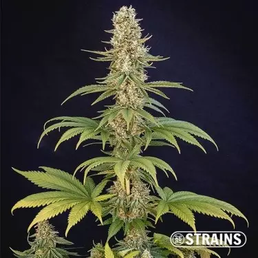 Bazookiez Edizione Limitata GB Strains - GB The Green Brand