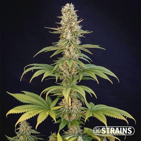 Bazookiez Edizione Limitata GB Strains - GB The Green Brand