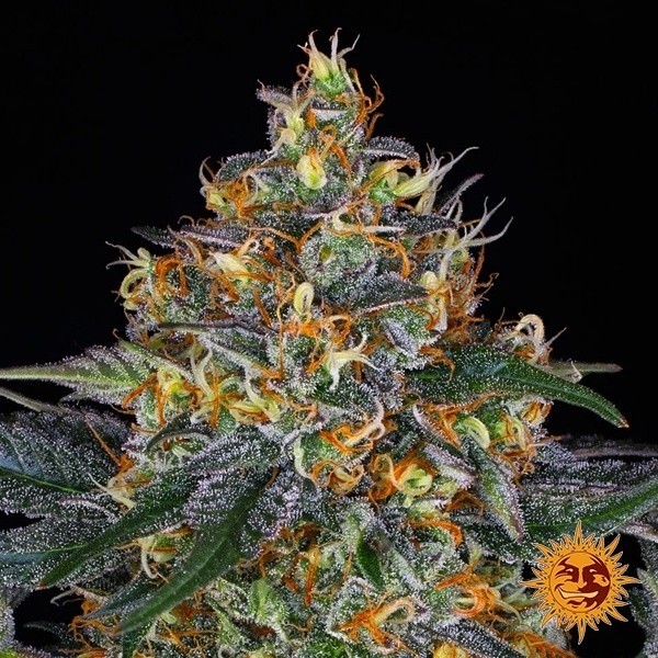 Visualizzazione Moby Dick Auto