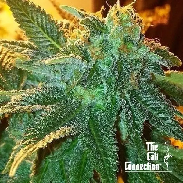 Visualizzazione Alien OG