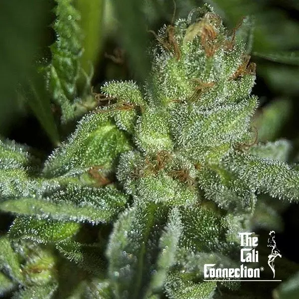 Visualizzazione Buddha Tahoe OG The Cali Connection - GB The Green Brand