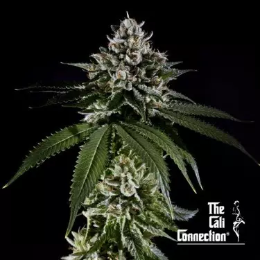 Fire OG The Cali Connection - GB The Green Brand