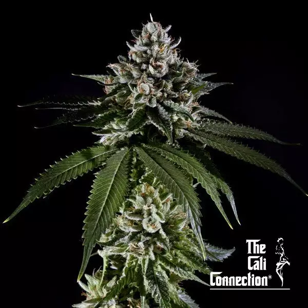 Visualizzazione Fire OG The Cali Connection - GB The Green Brand