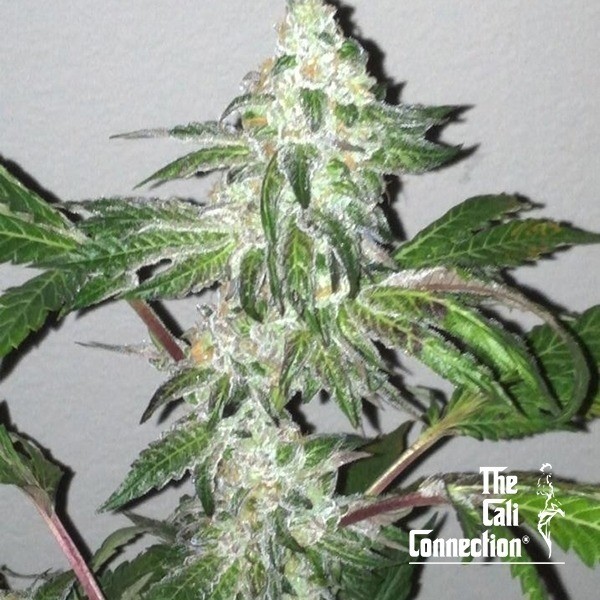 Visualizzazione Girl Scout Cookies