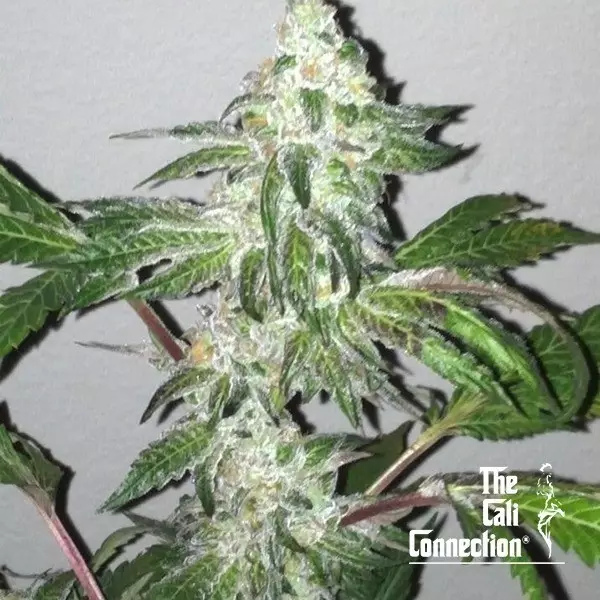 Visualizzazione Girl Scout Cookies