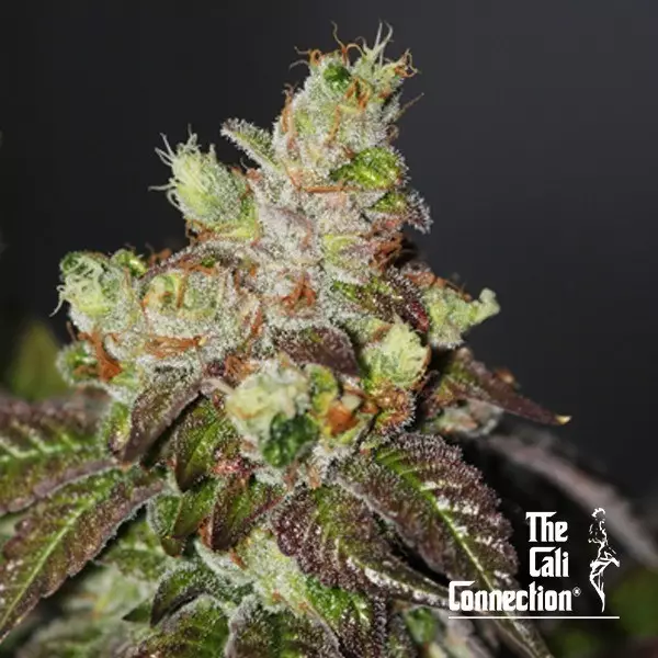 Island Punch The Cali Connection - GB The Green Brand