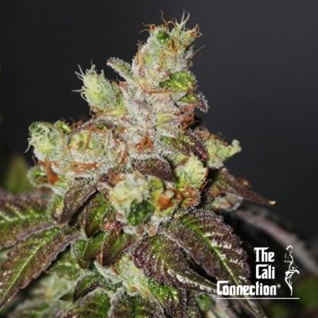 Island Punch The Cali Connection - GB The Green Brand