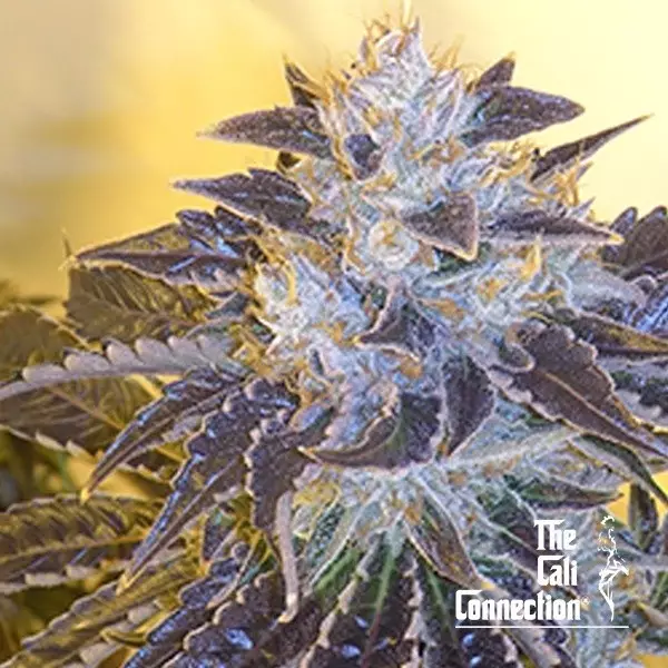 Visualizzazione Larry OG Kush The Cali Connection - GB The Green Brand