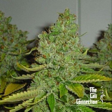 Visualizzazione SFV OG Kush di The Cali Connection - GB The Green Brand