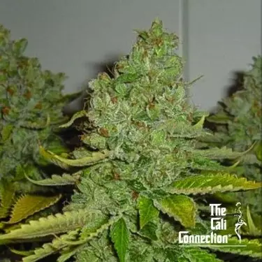 SFV OG Kush di The Cali Connection - GB The Green Brand