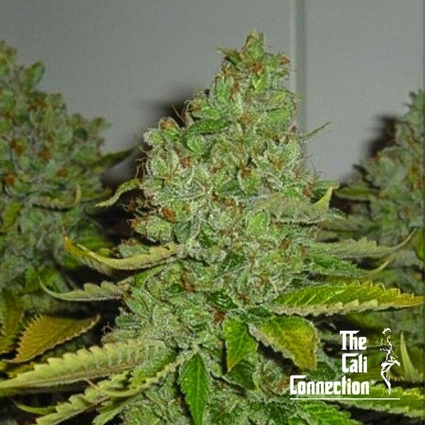 Visualizzazione SFV OG Kush di The Cali Connection - GB The Green Brand