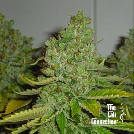 SFV OG Kush di The Cali Connection - GB The Green Brand
