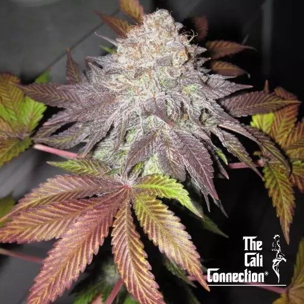 Visualizzazione Fruit Cup