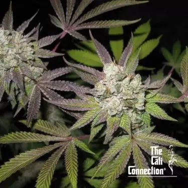 Tiramisu (Golden Line) di The Cali Connection - GB The Green Brand