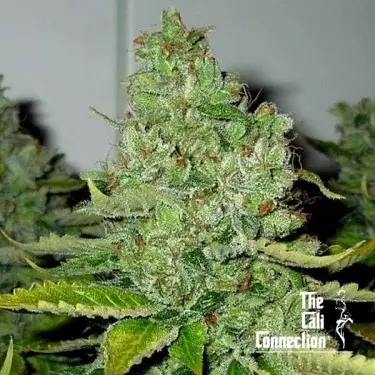SFV OG Kush Regular Cali Connection - GB The Green Brand