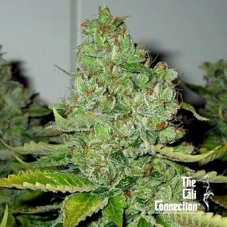SFV OG Kush Regular Cali Connection - GB The Green Brand