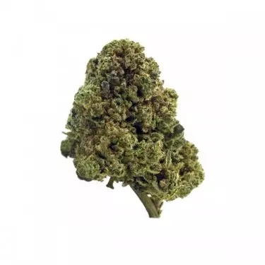 Fiori di The Tree CBD Indoor - GB The Green Brand