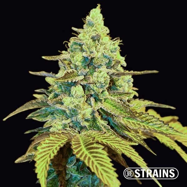 Visualizzazione MAC (Miracle Alien Cookies) – Seme Femminizzati | GB Strains