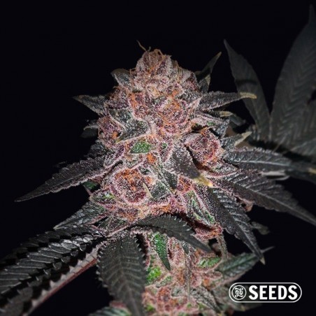 Semi Auto Purple Wookie CBD