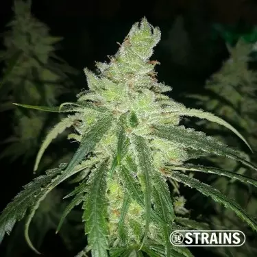 GB Therapy CBD femminizzata banca semi GB Strains