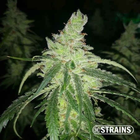 GB Therapy CBD femminizzata banca semi GB Strains