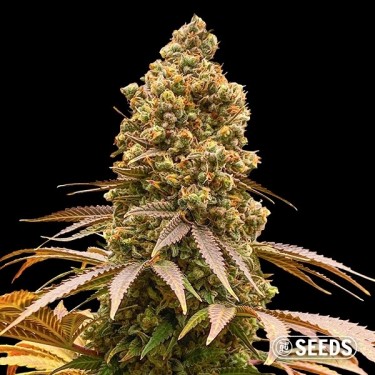Semi Auto Critical XXL CBD al dettaglio - GB The Green Brand