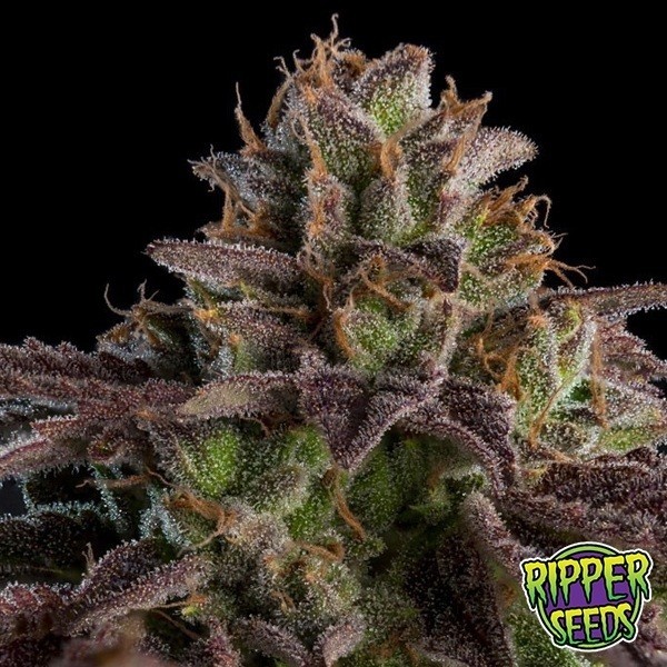 Visualizzazione K-Mintz Auto di Ripper Seeds - GB The Green Brand