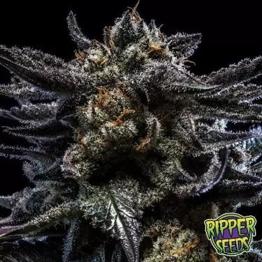 Zombie Kush Auto di Ripper Seeds - GB The Green Brand